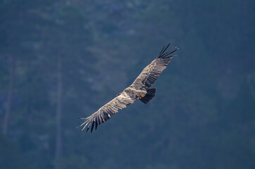 Griffon Vulture, Gyps fulvus, flying in Akdağ, Tokalı Canyon in Turkey.