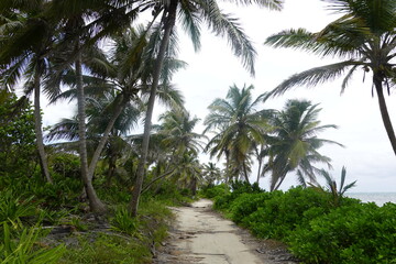 Fototapeta na wymiar Belize - Amergris Caye - Island Views