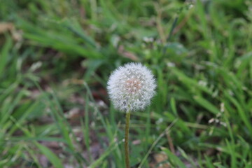 dandelion in the grass