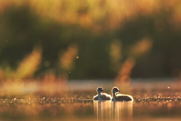 Two fluffy great crested grebe chicks float on a shimmering lake, with the golden light of sunset creating a bokeh background