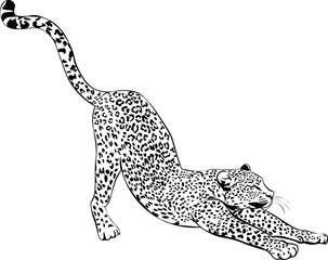 Cartoon Black and White Isolated Illustration Vector Of A Leopard Cheetah Stretching