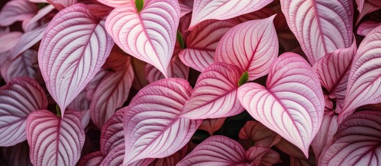 Pink variegated leaves close-up in a terracotta pot. - obrazy, fototapety, plakaty