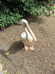 A close up of a Pelican in the sunshine
