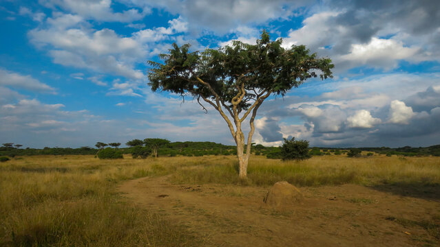 Lone acacia tree, near Spioenkop Dam, beneath a dramatic late afternoon sky in Spioenkop Dam Nature Reserve, KwaZulu Natal, South Africa. 