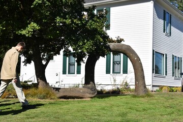 The bending tree