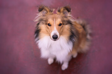 Adorable puppy of shetland sheepdog also known as sheltie enjoying first snow.
