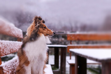 Adorable puppy of shetland sheepdog also known as sheltie enjoying first snow.