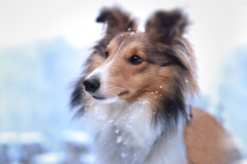 Adorable puppy of shetland sheepdog also known as sheltie enjoying first snow.