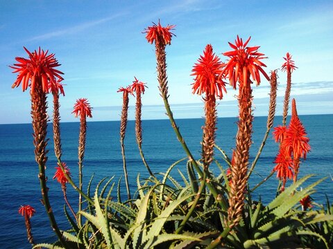 Blumen und Meer auf Madeira