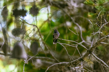 hummingbird