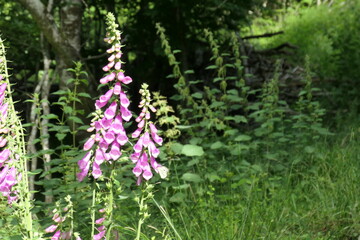 digitale pourpre © bart47