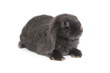 Decorative fold rabbit  in grey color