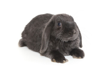 Grey decorative fold rabbit