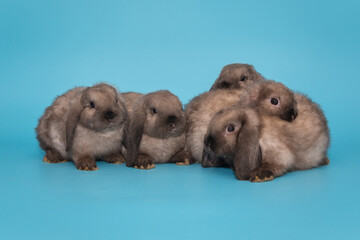 Five little fold-eared rabbits