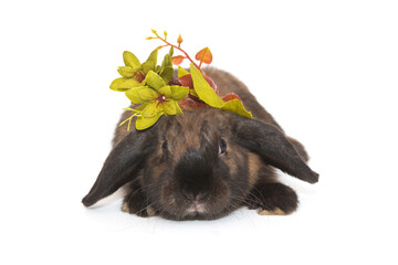 Little, fold-eared rabbit and a green branch