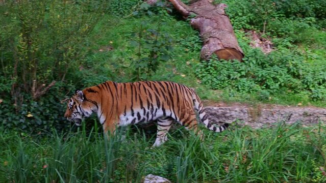 The Siberian tiger, Panthera tigris altaica is the biggest cat in the world