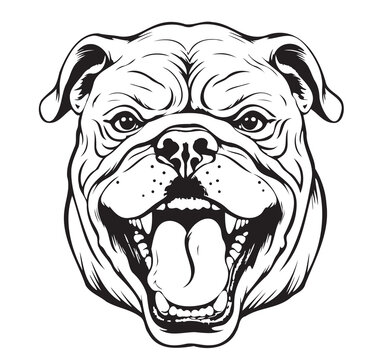Bulldog head sketch hand drawn Vector illustration pets