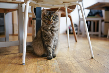 Cute cat with thick fur resting under the chair on wooden floor, gazing green eyes