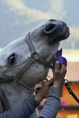 Cleaning white horse with plastic brush, closeup detail to hand working over animal head