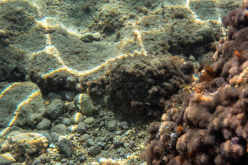 Underwater plants and algae growing on rocks near sea surface - snorkelling at Limni, Greece