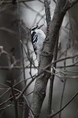 La Plaine 26 Décembre 2023