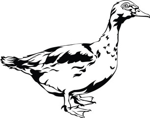 Cartoon Black and White Isolated Illustration Vector Of A Duck Standing Up