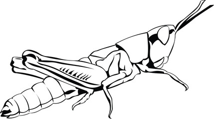 Cartoon Black and White Isolated Illustration Vector Of A Grasshopper insect