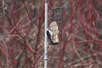 La Plaine 26 Décembre 2023