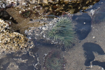 Sea Urchin