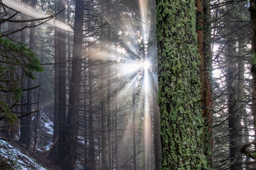 Sun rays shining through a forest in Karawanks in Carinthia, Austria, Europe. Beams of light pierce a dark, imposing woodland. Morning sunrise light in European Austrian Alps pine forest. Hiking path