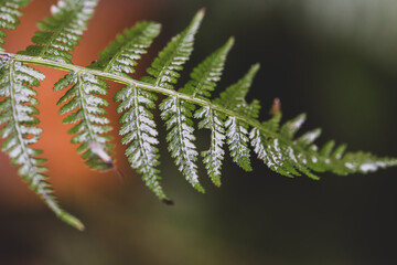 close up of fern leaf
