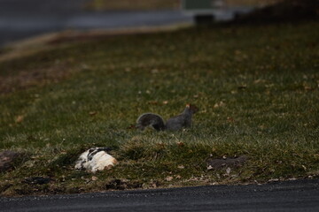 La Plaine 26 Décembre 2023