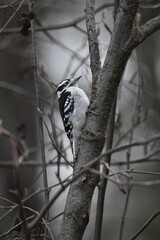 La Plaine 26 D&eacute;cembre 2023