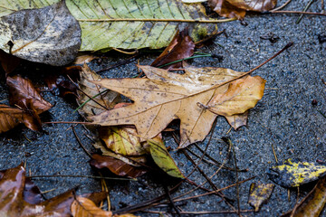 autumn leaves on the ground,Background of wet leaves, autumn on the ground