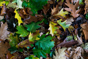 Pile of colorful autumn leaves,Autumn Leaves Background