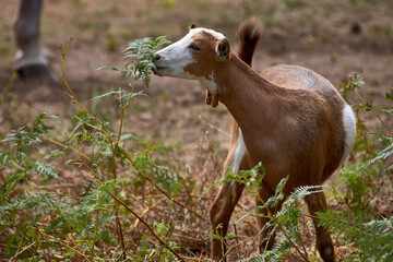 A little goat eating grass in the meadow - obrazy, fototapety, plakaty