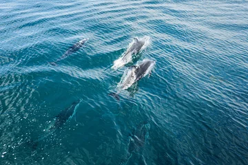 Foto op Canvas Dolphins frolic in the pacific alongside a migrating grey whale in winter. © Lisa