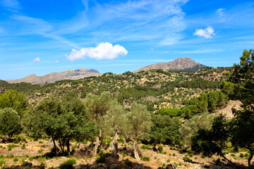 Olive trees and Puig de Galatzó