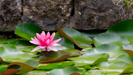 Pond with pink lotus flower