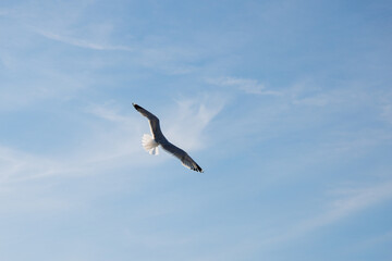 Fototapeta na wymiar Soaring seagull in the blue sky, view from the back.