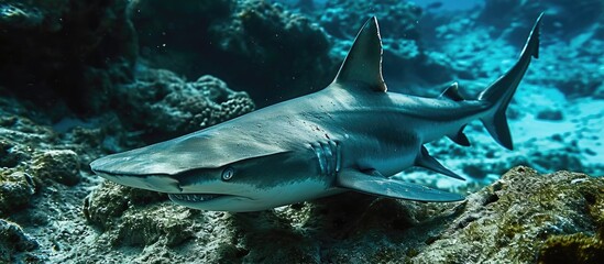 Shovelhead shark, scientifically called Sphyrna tiburo.