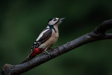 Great Spotted Woodpecker ( Dendrocopos major) on a branch in the forest of Noord Brabant in the...