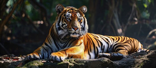 Shaded tiger resting