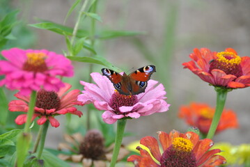Motyl na kwiatku © FoxX