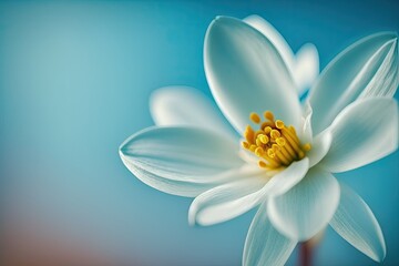 Beautiful white narcissus flower on blue background. Macro image