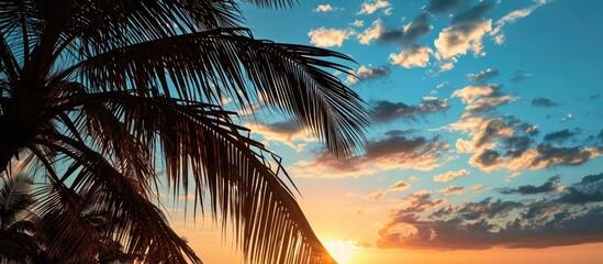Tropical sunset with lovely palm tree silhouette and blue sky. - obrazy, fototapety, plakaty