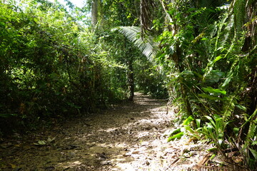 Belize - Cockscomb Basin Wildlife Sanctuary 