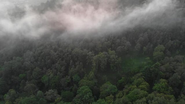 Aerial view evening fog and evaporation over the jungle and forest of Indonesia.