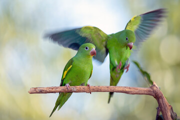 A couple of Plain Parakeet also know as Periquito perched on branch. Species Brotogeris chiriri. Birdwatching. Birding. Parrot.