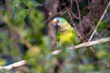 A Peach-fronted Parakeet also know as Periquito-rei perched on a branch in the middle of the woods. Species Eupsittula aurea. Animal world. Bird lover. Birdwatching. Birding.